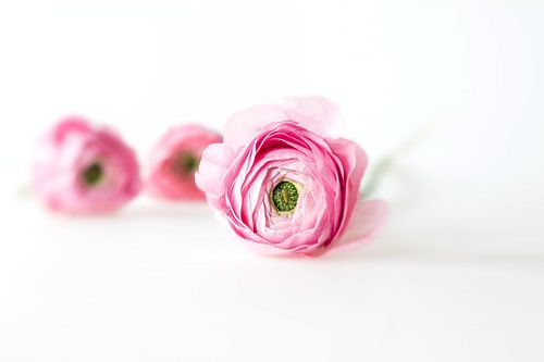 Ranunculus