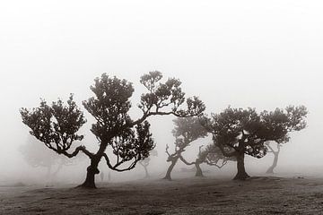 Mystic trees III von Michael Schulz-Dostal