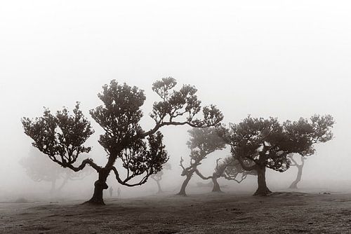 Mystieke bomen III