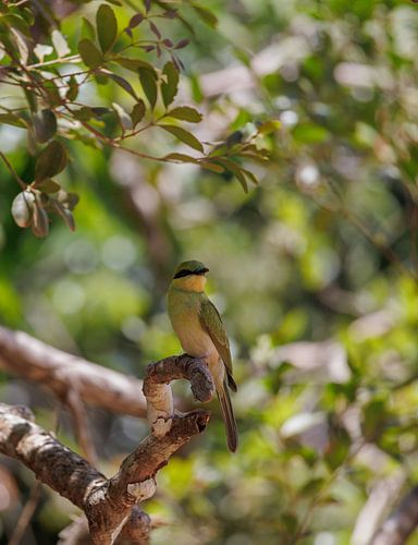 Sri Lanka; Eiland van de Wonderen