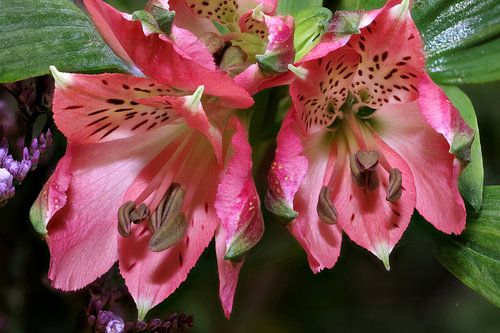 Alstroemeria in detail