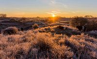 Rijp in de Duinen met runderen en zonsopkomst