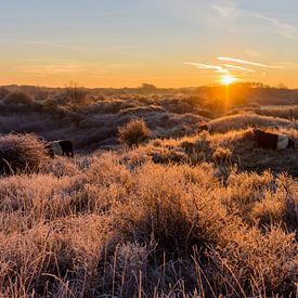 Ripe in the Dunes with cattle and sunrise