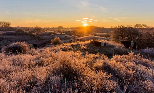 Reif in den Dünen mit Rindern und Sonnenaufgang von Remco Van Daalen