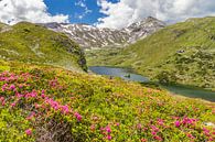 Berglandschaft "Alpenrosen mit Bergsee" von Coen Weesjes Miniaturansicht