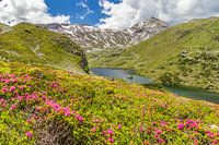 Berglandschaft "Alpenrosen mit Bergsee"