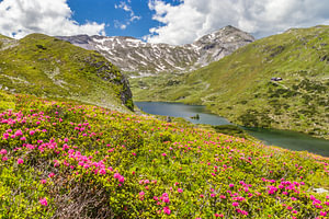 Berglandschaft "Alpenrosen mit Bergsee"