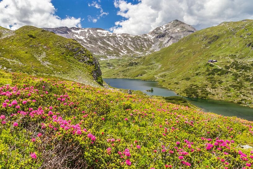 Berglandschaft "Alpenrosen mit Bergsee" von Coen Weesjes