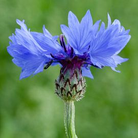 Kornblume, Nahaufnahme