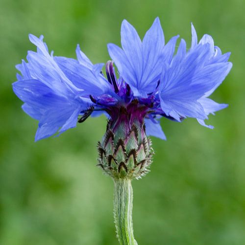 Cornflower, close-up