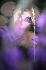 Ein violetter Abend von Bob Daalder