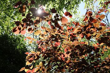Regarde le soleil briller à travers les feuilles vertes et rouges
