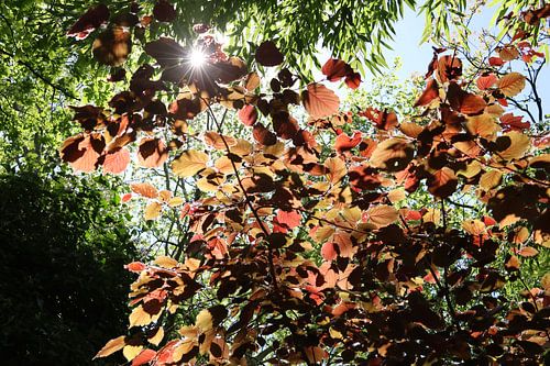 Regarde le soleil briller à travers les feuilles vertes et rouges