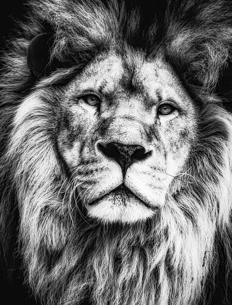 Old Lion by Truckpowerr