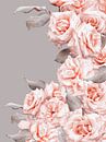Wunderschöne Pfirsisch Lachsfarbene Rosen Rahmen von Floral Abstractions Miniaturansicht