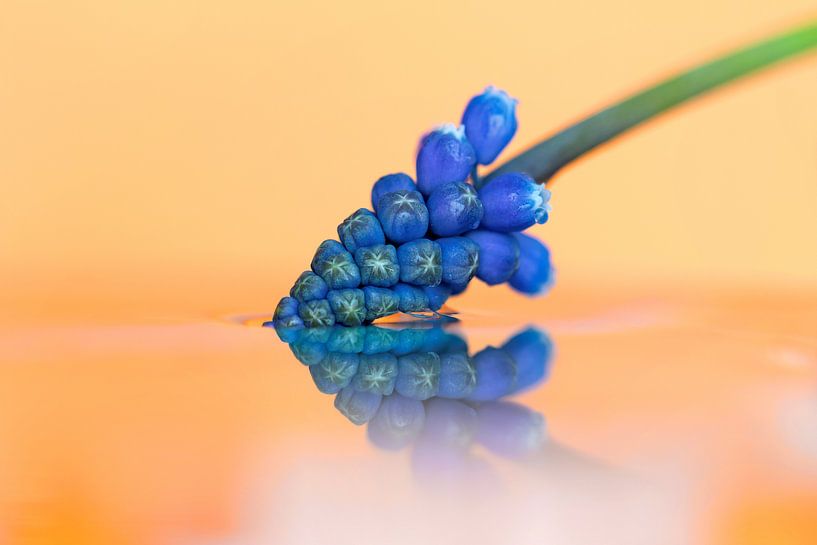 Een macro portret van een blauwe druifhyacinth en zijn reflectie op een oranje achtergrond, rakend a van Joeri Mostmans