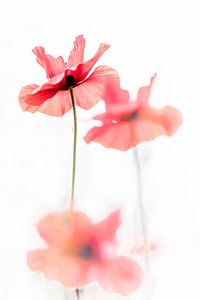 Dancing Poppies van Bob Daalder