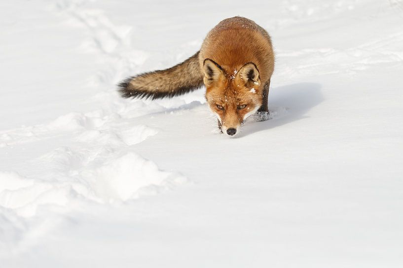 Fuchs im Schnee von Menno Schaefer