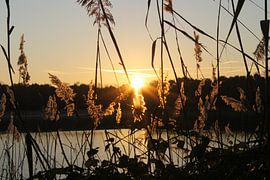 Sonnenaufgang an einem See von Myrthe Strik