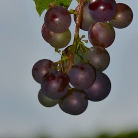 Druiventros van Veluws