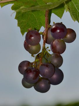 Druiventros van Veluws