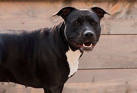 American Staffordshire terrier Roxy von Jeannet Bijlsma