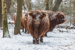 Schottischer Highlander
