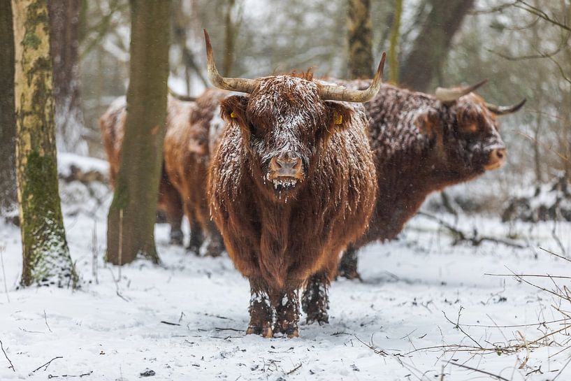 Scottish Highlander by Robin Smit
