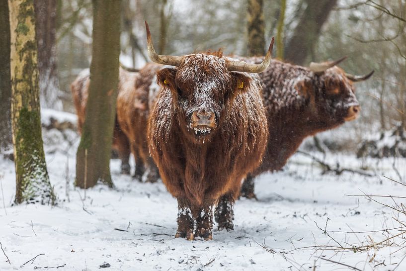 Schotse hooglander van Robin Smit