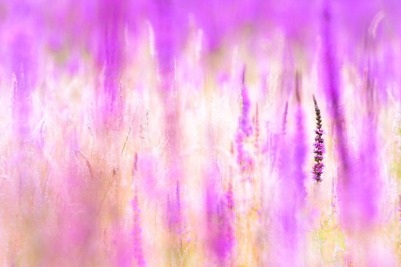 Purple summer von jowan iven