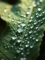 Raindrops