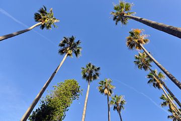 Magische palmbomen in de botanische tuin van Palermo