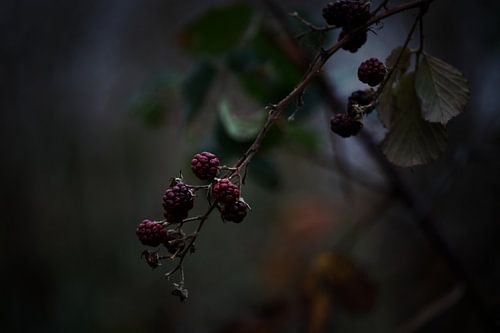 RembrandtLicht op een Grauwe dag