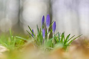 Messager du printemps, des crocus dans l'herbe