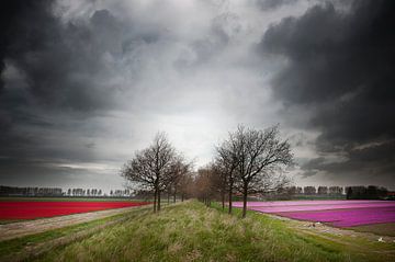 Tulpenmanie van Sonja Pixels