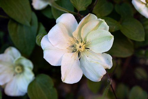 De eerste bloemen in de tuin in het Emsland