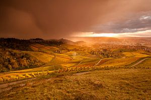 Weinberge im Herbst auf dem Kappelberg bei Stuttgart. Dramatische Stimmung.