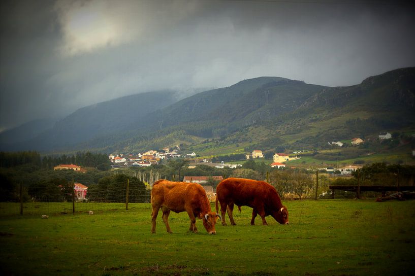 Cows par Francisco de Almeida