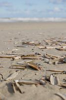 Schelpen op het strand