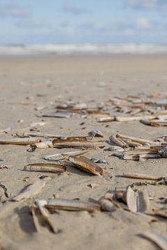 Coquillages sur la plage sur Lydia