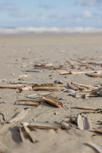 Schelpen op het strand
