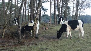 Heidekoeien Wekeromse zand