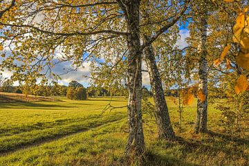 Landschaft mit Birken im Irndorfer Hardt - Naturpark Obere Donau von BlattArt - Christine Horn
