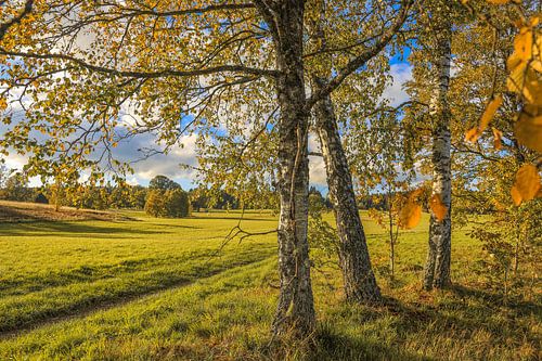Landschap met berken in Irndorfer Hardt - Natuurpark Opper-Donau
