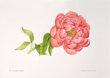 Illustration botanicus, aquarelle d'une Pivoine 'coral charm' ; Paeonia 'coral charm'.