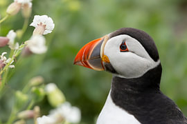 Puffin flower portrait by Daniëlle de Ridder