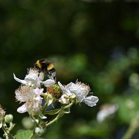 Abeille dans le pot de miel sur Michael van Eijk