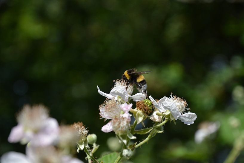 Bee in the honey pot by Michael van Eijk