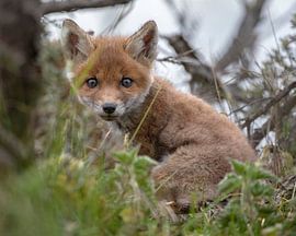 Fuchsbaby schaut Sie direkt an von Patrick van Bakkum