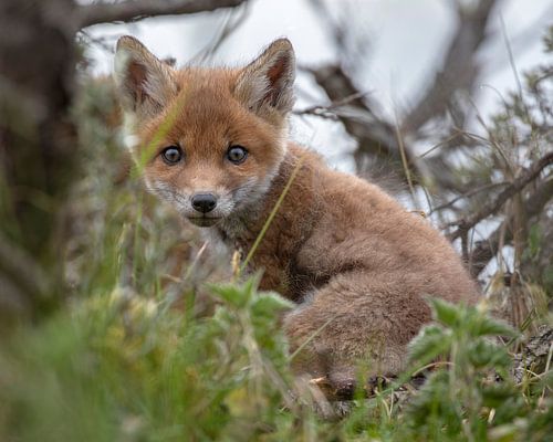 Baby vos kijkt je recht aan